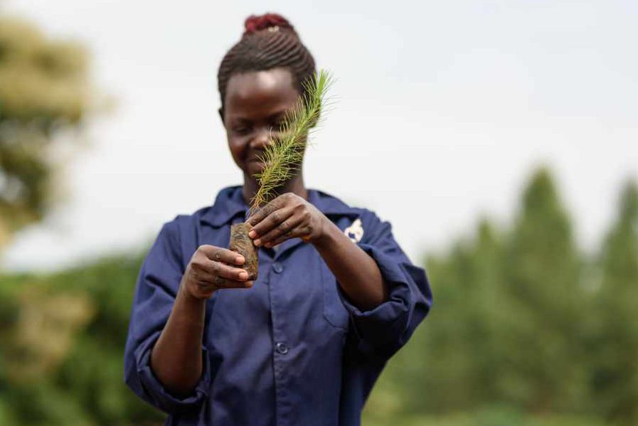cropped-Aufforstung_Uganda_4-4.jpg